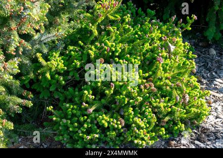 Zwerggarten Baum Miniatur, Norwegische Fichte, Picea abies 'Pusch' Konifer Stockfoto