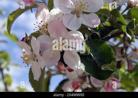 Nahaufnahme von Fruchtblumen im frühesten Frühling in einem Obstgarten in Zagreb, Kroatien Stockfoto