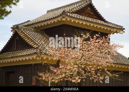 Japan, Shikoku, Matsuyama, Burg, Kirschblüten, Stockfoto