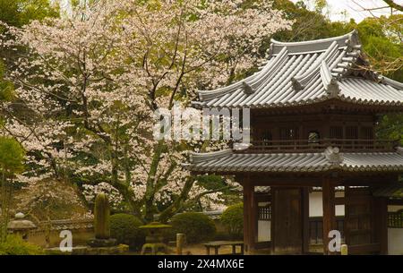 Japan, Shikoku, Matsuyama, Hogonzi-Tempel, Kirschblüten, Stockfoto