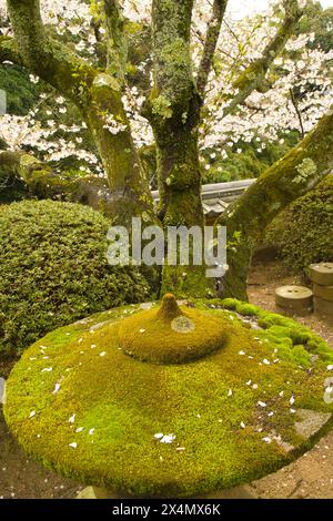 Japan, Shikoku, Matsuyama, Hogonzi-Tempel, Kirschblüten, moos, Laterne, Stockfoto