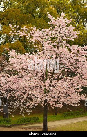 Japan, Shikoku, Matsuyama, Kirschblüten, Blumen, sakura, Stockfoto