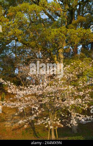 Japan, Shikoku, Matsuyama, Kirschblüten, Blumen, sakura, Stockfoto