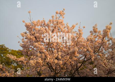 Japan, Shikoku, Matsuyama, Kirschblüten, Blumen, sakura, Stockfoto