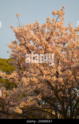 Japan, Shikoku, Matsuyama, Kirschblüten, Blumen, sakura, Stockfoto