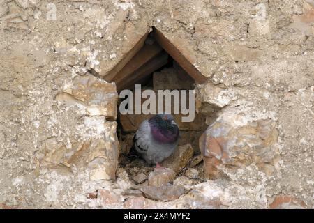 Eine Taube steht in einer Steinmauer in Assisi, Umbrien, Italien Stockfoto