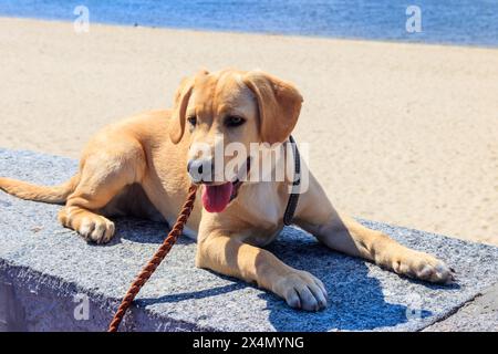 Porträt eines labrador Retriever Welpen auf einer Attika in der Nähe eines Strandes Stockfoto