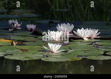 Wunderschöne weiße Seerose auf einem Teich in einem Park in Zagreb, Kroatien Stockfoto