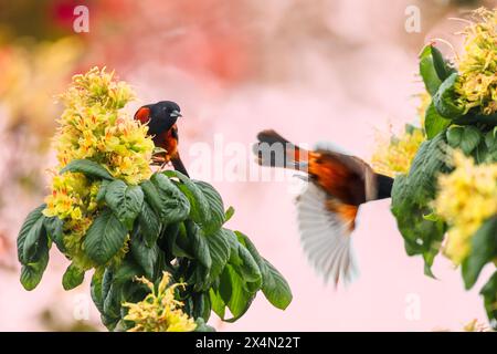 Ein männlicher Obstgarten oriole in zwei Posen. Einer sitzt und einer im Flug. Er sitzt in einem Ohio buckeye, das in Blüte ist. Gelbe Blumen Orange schwarzer Vogel Stockfoto