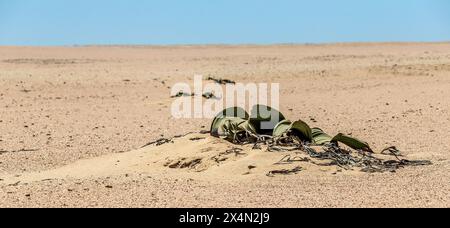 Die langsam wachsende Welwitschia mirabilis mit männlichen Kegeln, eine Pflanze, die weit über tausend Jahre alt ist, wächst an der Küste in der Namib-Wüste. Stockfoto