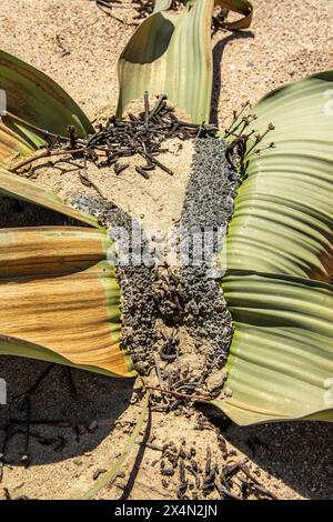 Die langsam wachsende Welwitschia mirabilis mit männlichen Kegeln, eine Pflanze, die weit über tausend Jahre alt ist, wächst an der Küste in der Namib-Wüste. Stockfoto