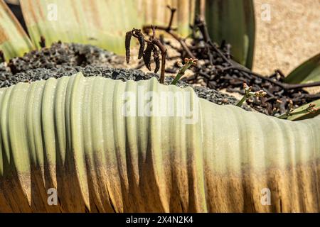 Die langsam wachsende Welwitschia mirabilis mit männlichen Kegeln, eine Pflanze, die weit über tausend Jahre alt ist, wächst an der Küste in der Namib-Wüste. Stockfoto