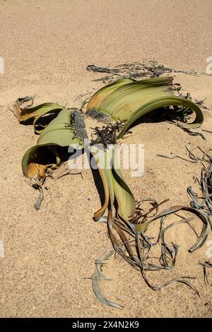 Die langsam wachsende Welwitschia mirabilis mit männlichen Kegeln, eine Pflanze, die weit über tausend Jahre alt ist, wächst an der Küste in der Namib-Wüste. Stockfoto