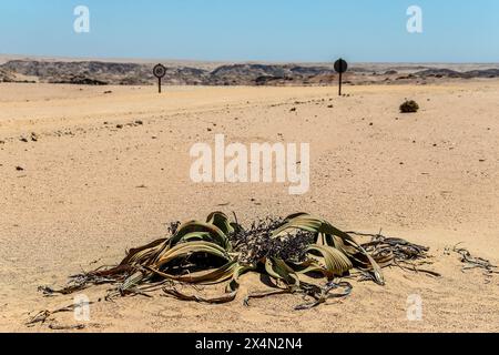 Die langsam wachsende Welwitschia mirabilis mit männlichen Kegeln, eine Pflanze, die weit über tausend Jahre alt ist, wächst an der Küste in der Namib-Wüste. Stockfoto