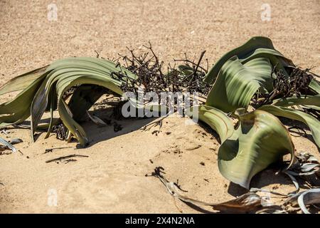 Die langsam wachsende Welwitschia mirabilis mit männlichen Kegeln, eine Pflanze, die weit über tausend Jahre alt ist, wächst an der Küste in der Namib-Wüste. Stockfoto