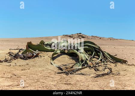 Die langsam wachsende Welwitschia mirabilis mit männlichen Kegeln, eine Pflanze, die weit über tausend Jahre alt ist, wächst an der Küste in der Namib-Wüste. Stockfoto