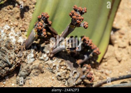 Die langsam wachsende Welwitschia mirabilis, eine Pflanze, die weit über tausend Jahre alt ist, wächst an der Küste in der Namib-Wüste. Stockfoto