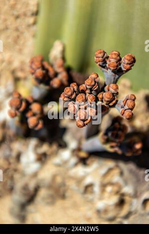 Die weiblichen Kegel der langsam wachsenden Welwitschia mirabilis, einer Pflanze, die weit über tausend Jahre alt ist und an der Küste in der Namib-Wüste wächst. Stockfoto