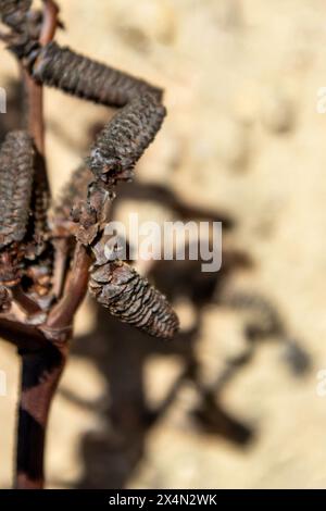 Die männlichen Kegel der langsam wachsenden Welwitschia mirabilis, einer Pflanze, die weit über tausend Jahre alt ist und an der Küste in der Namib-Wüste wächst. Stockfoto