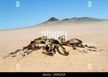 Die langsam wachsende Welwitschia mirabilis mit männlichen Kegeln, eine Pflanze, die weit über tausend Jahre alt ist, wächst an der Küste in der Namib-Wüste. Stockfoto