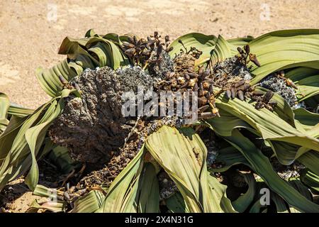 Die langsam wachsende Welwitschia mirabilis, eine Pflanze, die weit über tausend Jahre alt ist, wächst an der Küste in der Namib-Wüste. Stockfoto