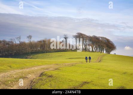 Chanctonbury Ring hoch auf dem South Downs Way im South Downs National Park in West sussex Stockfoto