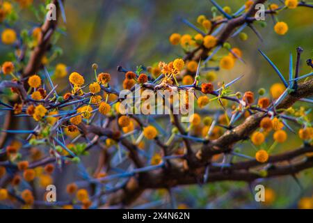 Gelbe Blüten von Acacia dealbata, Acacia dealbata. Stockfoto