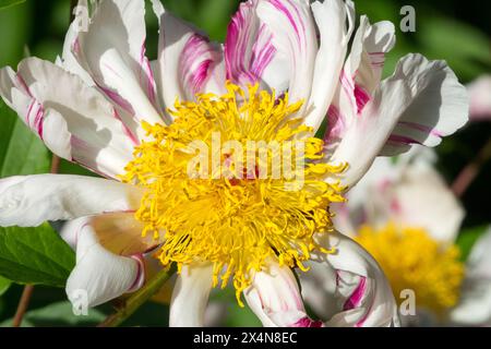 Weiße Blume Paeonia „twitterpated“, Paeonia lactiflora Pfingstrosen, Kopf gelbe weiße chinesische Pfingstrose Stockfoto