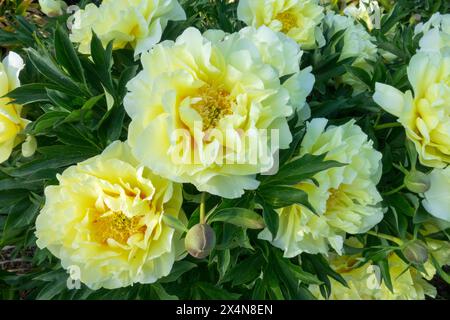 Blumenblumen Blühende Blüten Blühen In Blütenköpfen, Intersektionale Itoh Pfingstrose Paeonia Hybrid, Gelbe Paeonia „Border Charm“ Stockfoto