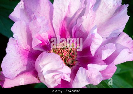 Lila Rosa Paeonia „First Arrival“ Itoh Pfingstrose Hybrid Blumenkopf Stockfoto