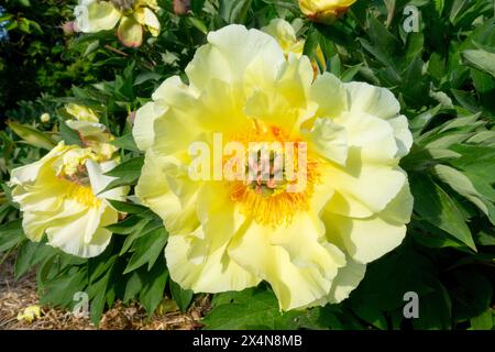 Gelbe Paeonia „Gartenschatz“ Blumenköpfe, Intersektionaler Itoh Pfingstrose Paeonia Hybrid Stockfoto