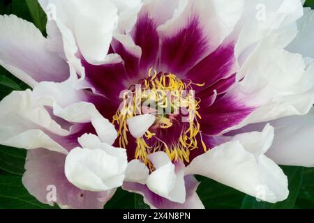 Intersectional Itoh Pfingstrose Paeonia Hybrid Burgund Weiß Blumenkopf Pfingstrose „Cora Louise“ Stockfoto