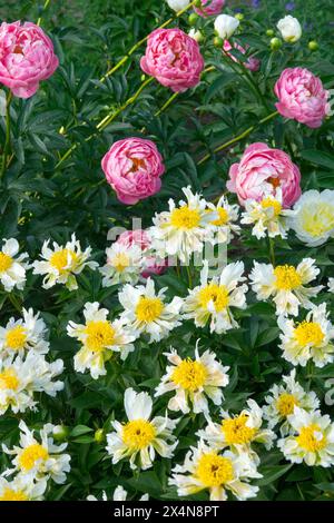 Weiß, Gelb, Rosa, Paeonia lactiflora Pfingstrosen, Pfingstrosen „Grüner Lotus“ Pfingstrosen „Korallencharme“ Garten, Chinesische Pfingstrosen Stockfoto