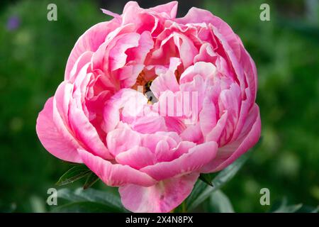 Pinke Chinesische Pfingstrose „Coral Charm“ Stockfoto