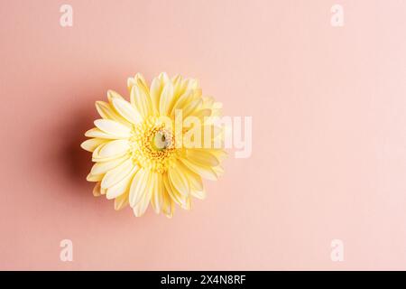 Gelbe Gerbera-Blüte auf neutralem Hintergrund. Kopierbereich. Stockfoto