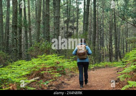 Ein junges Mädchen auf dem Rücken mit Rucksack und Zöpfen, das einen Wald aus Kiefern und Farnen erforscht, der neugierig und bewundernswert auf ihre Umgebung blickt, Liebe Stockfoto