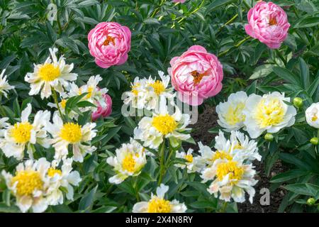 Gelb weiß Rosa Garten, chinesische Pfingstrose, Kopfköpfe, Pfingstrose „Grüner Lotus“ Pfingstrose „Korallencharmant“ Paeonia lactiflora Pfingstrosen gemischt Stockfoto