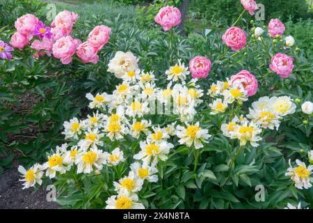 Rosa Gelb Weißer Garten, Paeonia Laktiflora Pfingstrosen Blumen Pfingstrose „Korallenanhänger“ Pfingstrose „Grüner Lotus“ Mischung Chinesische Pfingstrosen Stockfoto