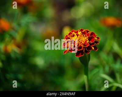 Lebhafte Ringelblume: Eine einzelne Ringelblume in voller Blüte, umgeben von grünen Blättern. Verwendung: Naturzeitschriften, Gartenlehrgänge, botanischer Gestüt Stockfoto