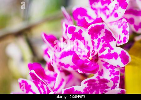 Rhynchostis gigantische Orchideenblüten mit rosa und weißer Farbe Stockfoto