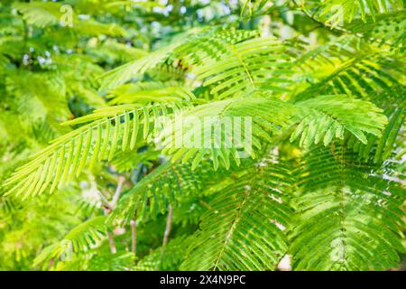 Cha-om oder Acacia Pennata oder Klettern Klettergrün Blätter Gemüsebaum Stockfoto