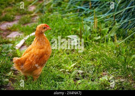 Ein braunes Huhn steht wachsam in einem lebhaften grünen Garten, umgeben von üppigem Gras und Pflanzen. Stockfoto