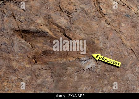 Eubrontes Dinosaurier Track, St. George Dinosaur Discovery Site auf der Johnson Farm, St. George, Utah Stockfoto