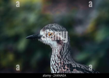 Bush Stone-Curlew oder Bush Thick-Knee, auch bekannt als der Iben Bird Burhinus Grallius mit verschwommenem Hintergrund, Porträt. Stockfoto