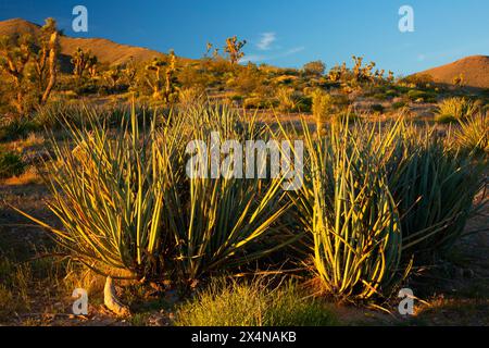 Yucca, Beaver Dam Wash National Conservation Area, Utah Stockfoto