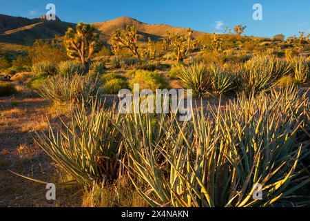 Yucca mit Joshua Tree, Beaver Dam Wash National Conservation Area, Utah Stockfoto