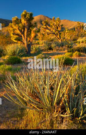Yucca mit Joshua Tree, Beaver Dam Wash National Conservation Area, Utah Stockfoto
