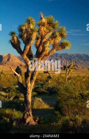 Joshua Tree, Beaver Dam Wash National Conservation Area, Utah Stockfoto