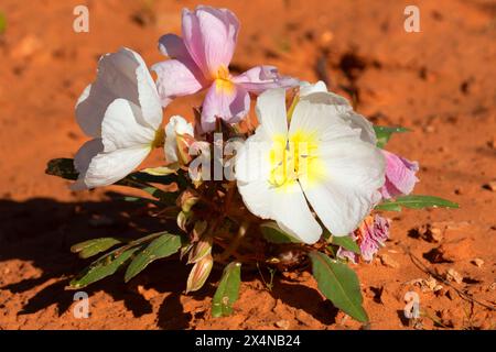 Die kalifornische Nachtkerze (Oenothera californica) entlang des Babylon Arch Trail, Red Cliffs National Conservation Area, Utah Stockfoto