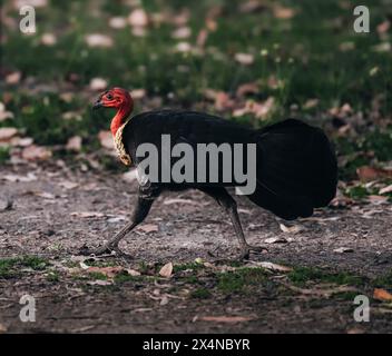 Die australische Pinsel Türkei in freier Wildbahn im Queensland Hinterland rund um Mt. Warning Stockfoto